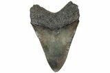 Serrated, Fossil Megalodon Tooth - South Carolina #310412-1